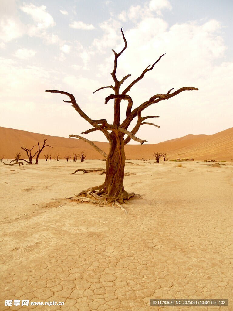 沙漠中的枯树景观