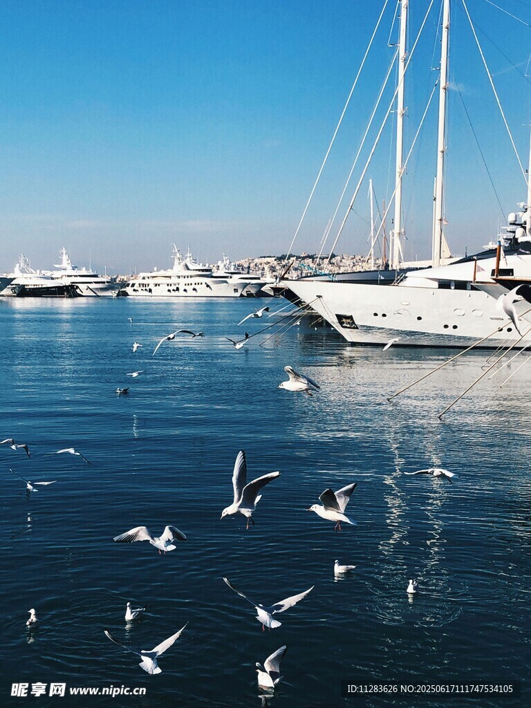 海港游艇与飞翔海鸥
