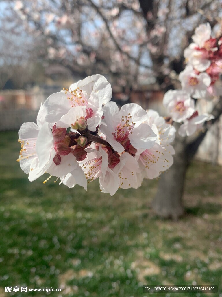 春日绽放的娇艳杏花