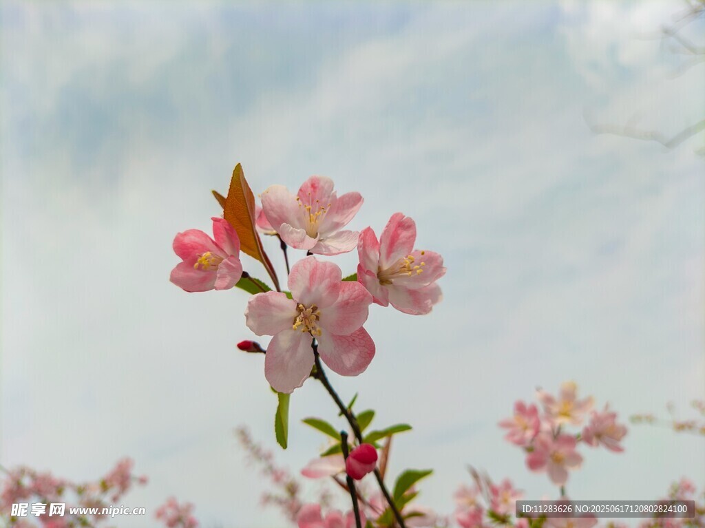 枝头绽放的粉嫩樱花