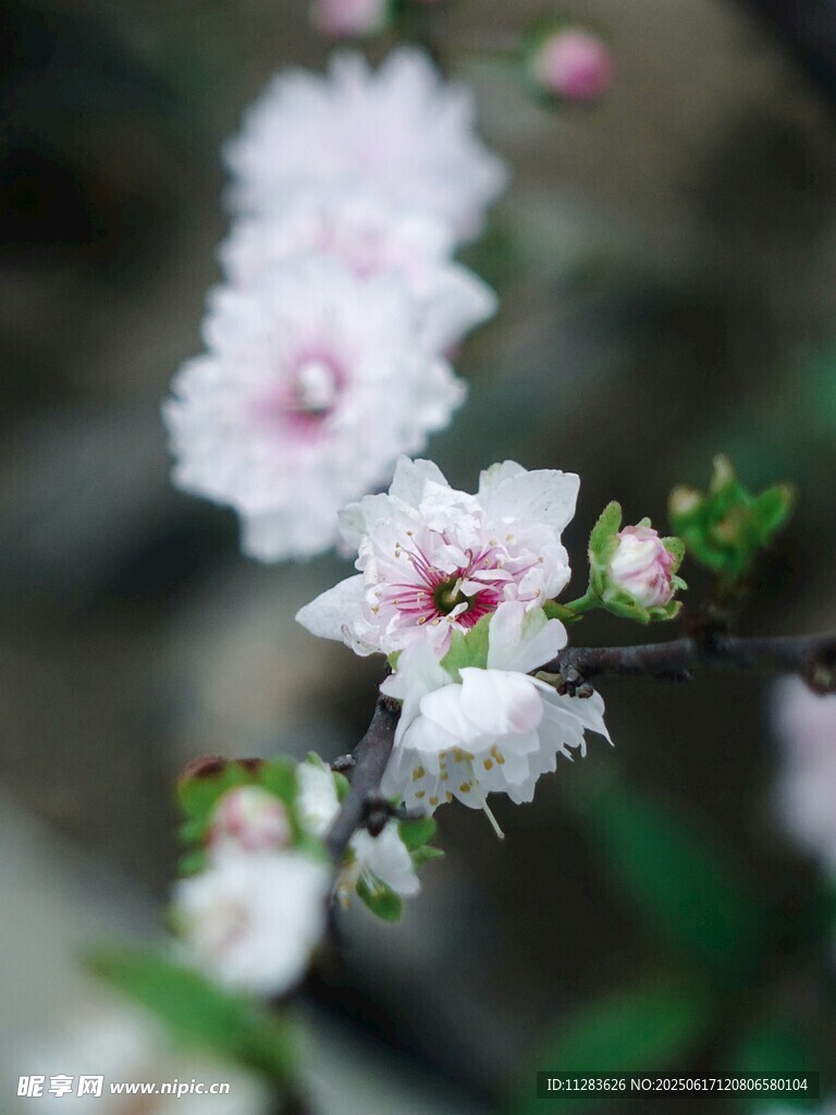 枝头绽放的粉嫩海棠花
