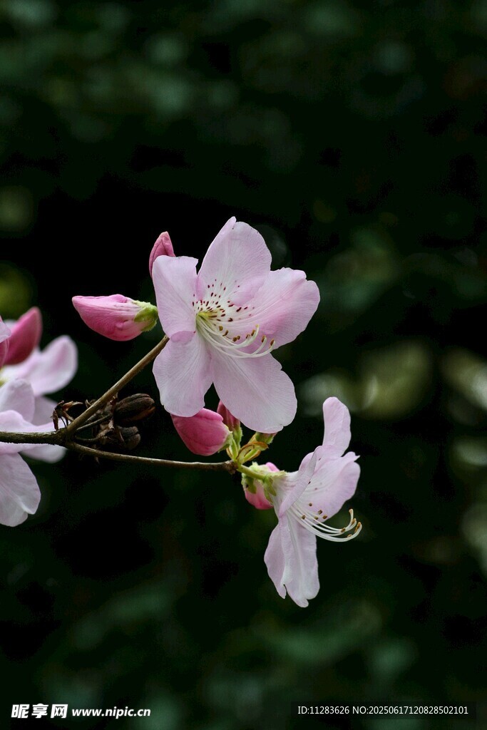 粉嫩绽放的娇艳樱花