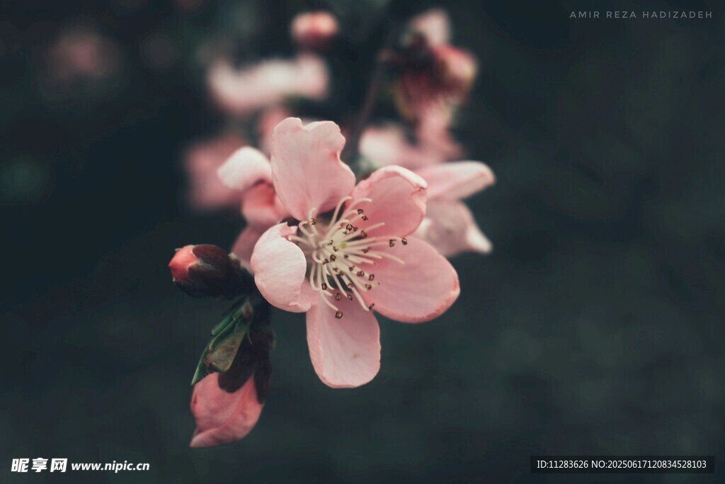 娇艳桃花绽放枝头