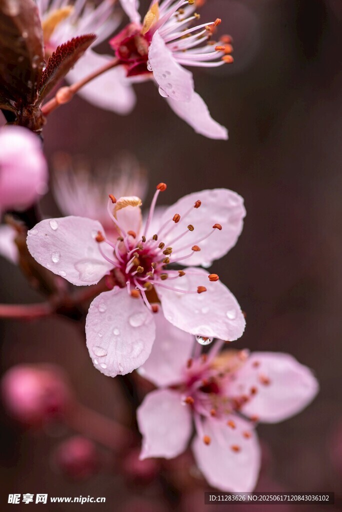 梅花