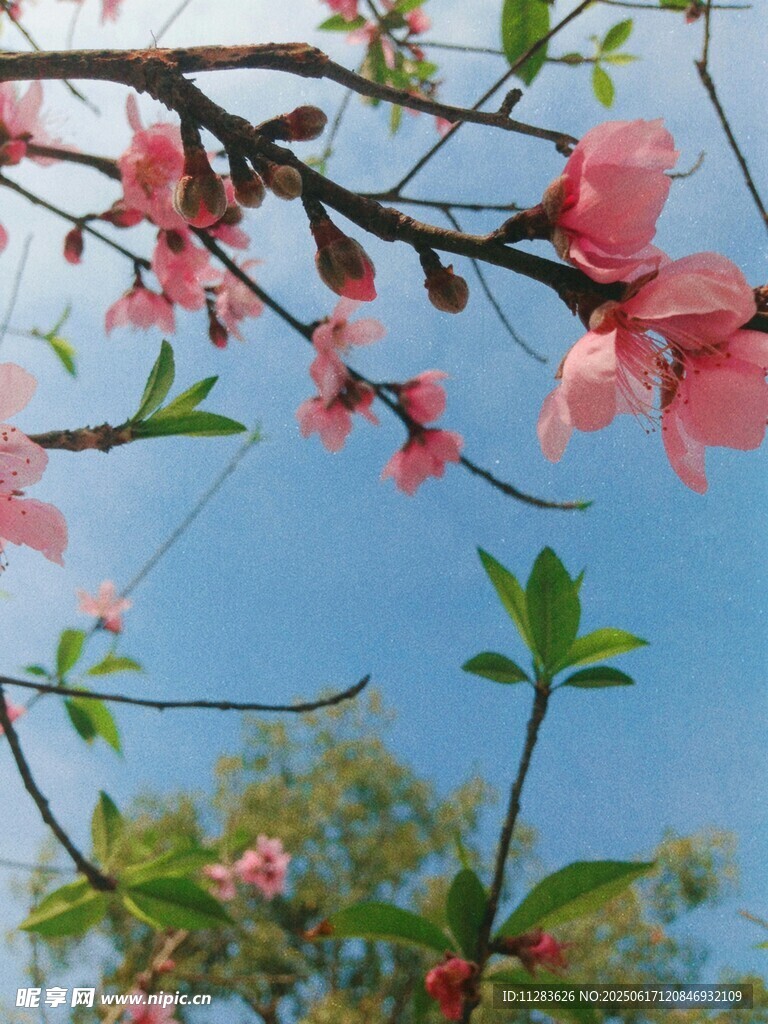 蓝天映衬下的粉嫩桃花枝