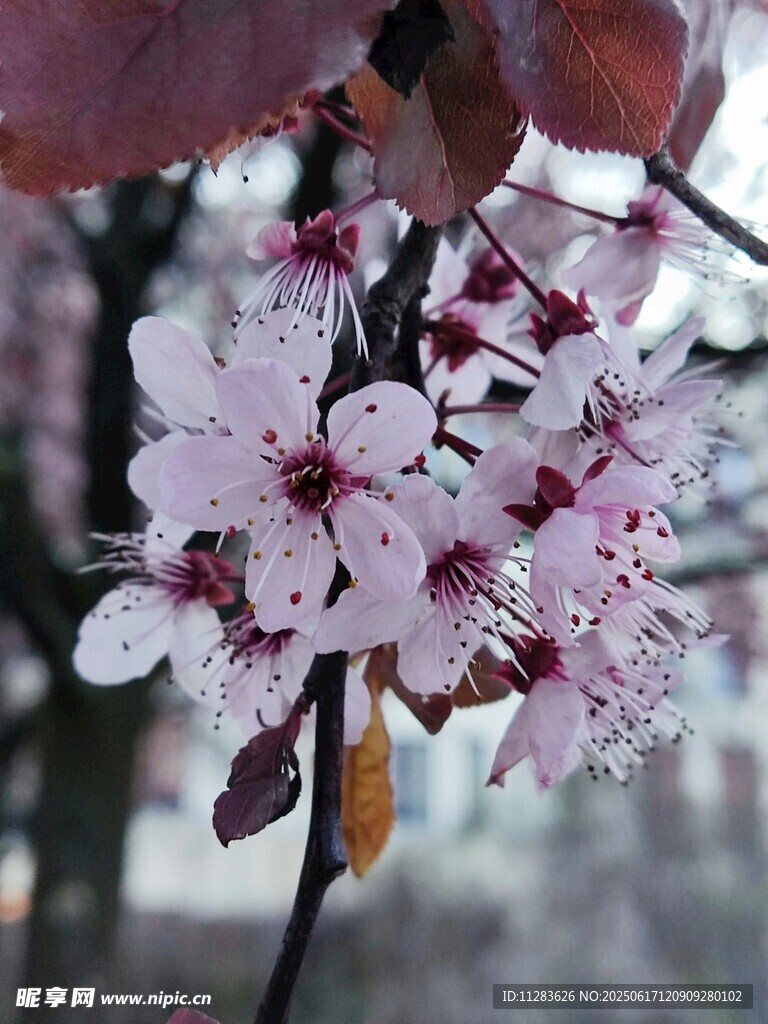 枝头绽放的粉嫩樱花