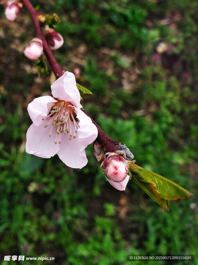 枝头绽放的娇艳桃花