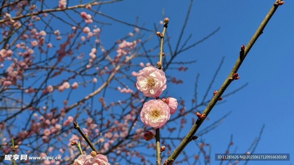 蓝天映衬下的娇艳桃花
