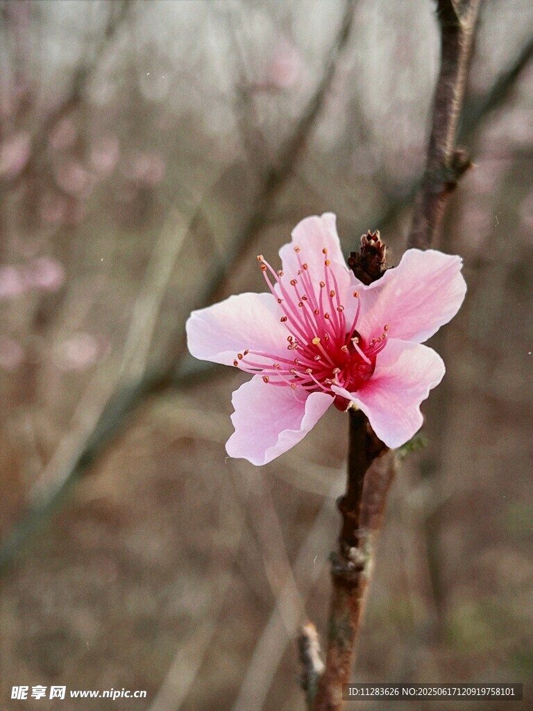 一枝粉嫩桃花绽放