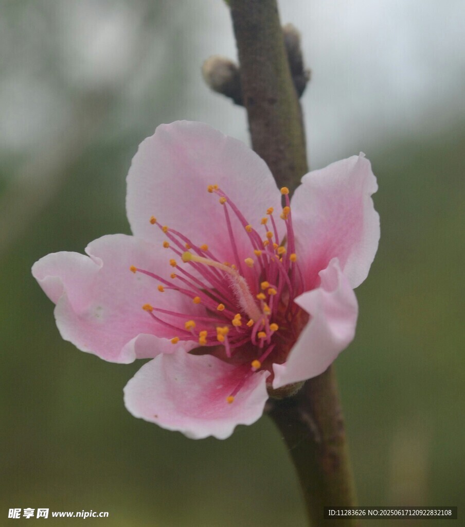 娇艳桃花特写