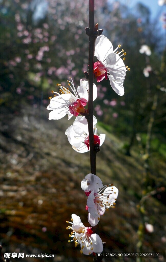 桃花