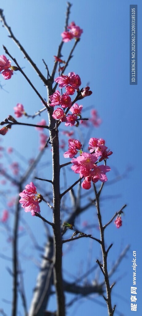 枝头绽放梅花