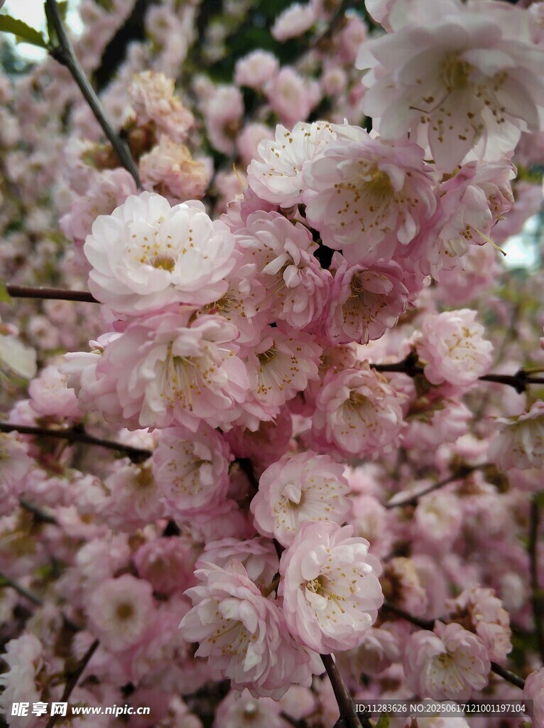 烂漫粉色樱花绽放