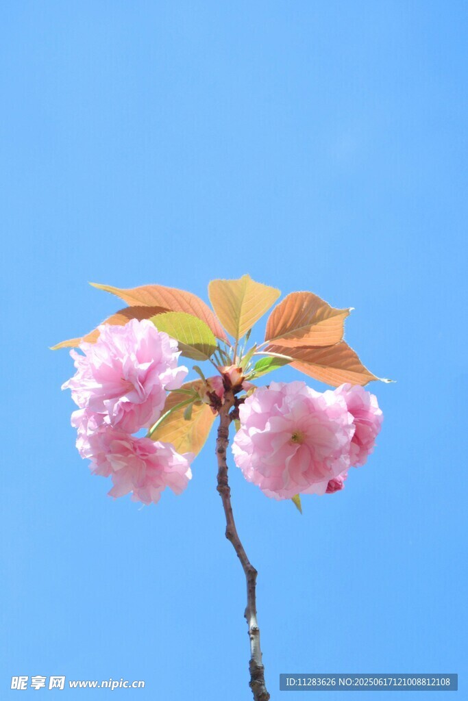 蓝天映衬下的娇艳樱花
