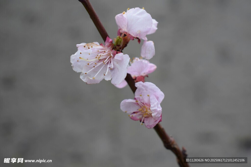 枝头绽放的粉嫩桃花
