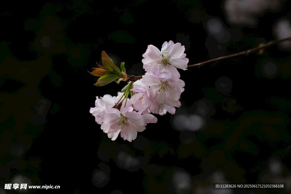 枝头绽放的粉嫩樱花