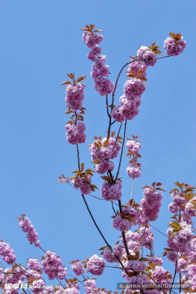 蓝天映衬下的粉嫩樱花枝