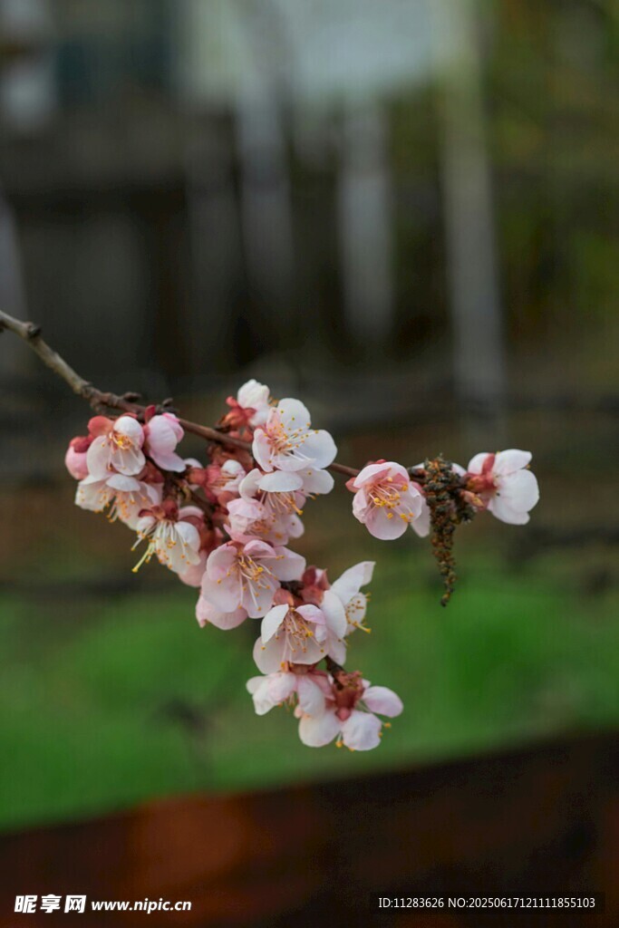 枝头绽放的粉嫩樱花