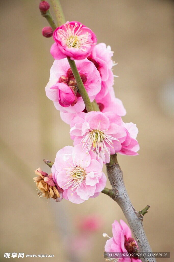 粉色梅花枝头绽放