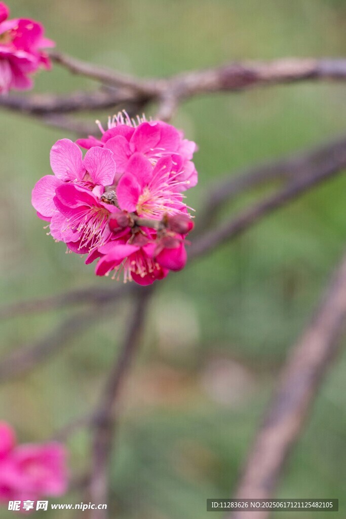 娇艳桃花枝头蜜蜂采蜜