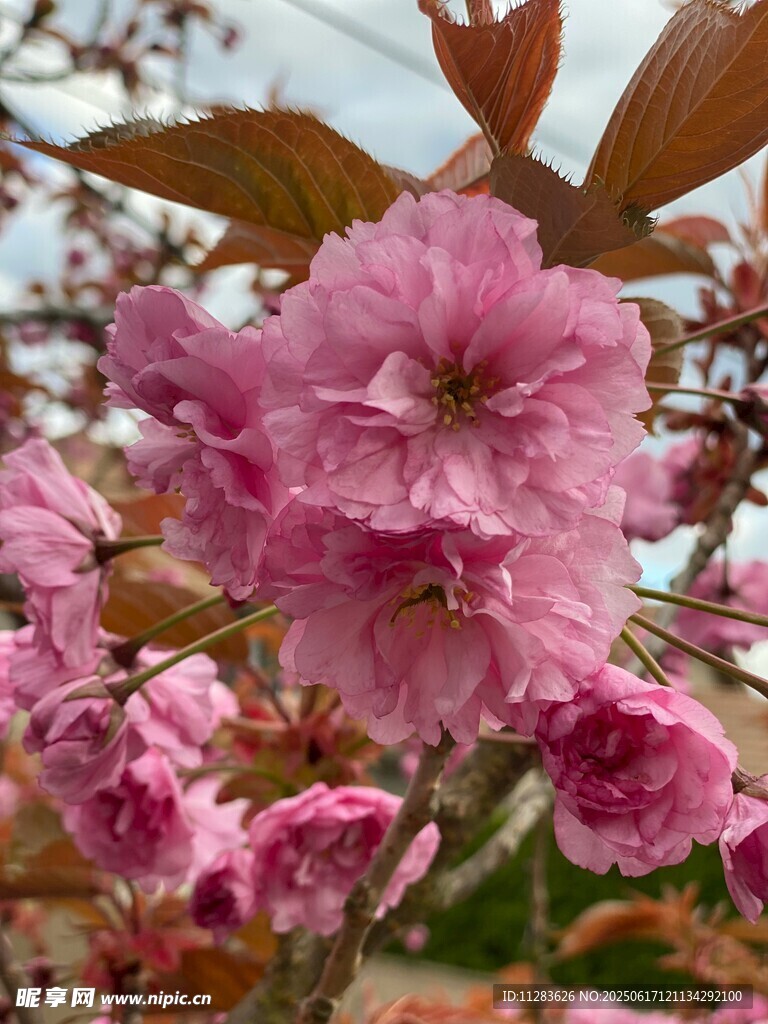 娇艳绽放的粉色樱花