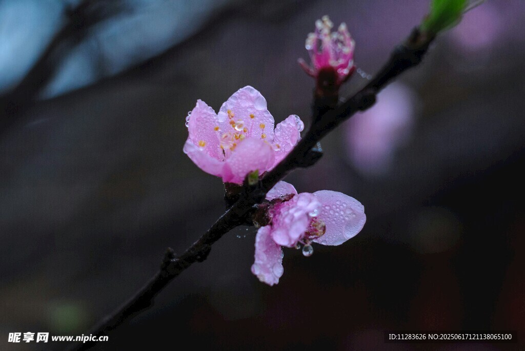 枝头梅花
