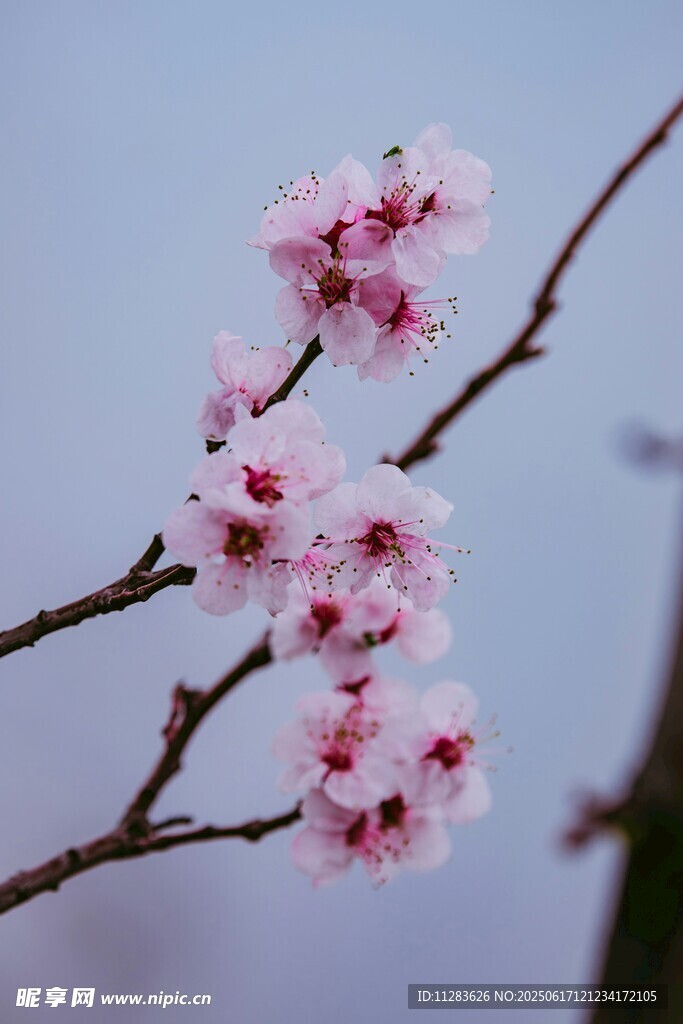 枝头绽放的粉嫩樱花