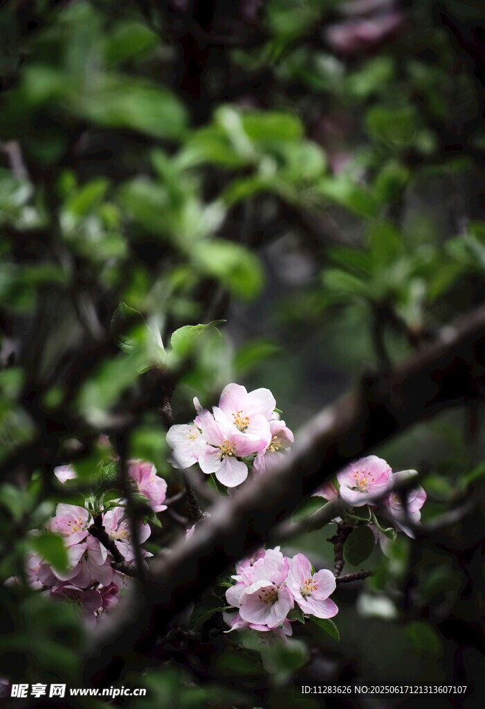 枝头绽放的粉嫩桃花