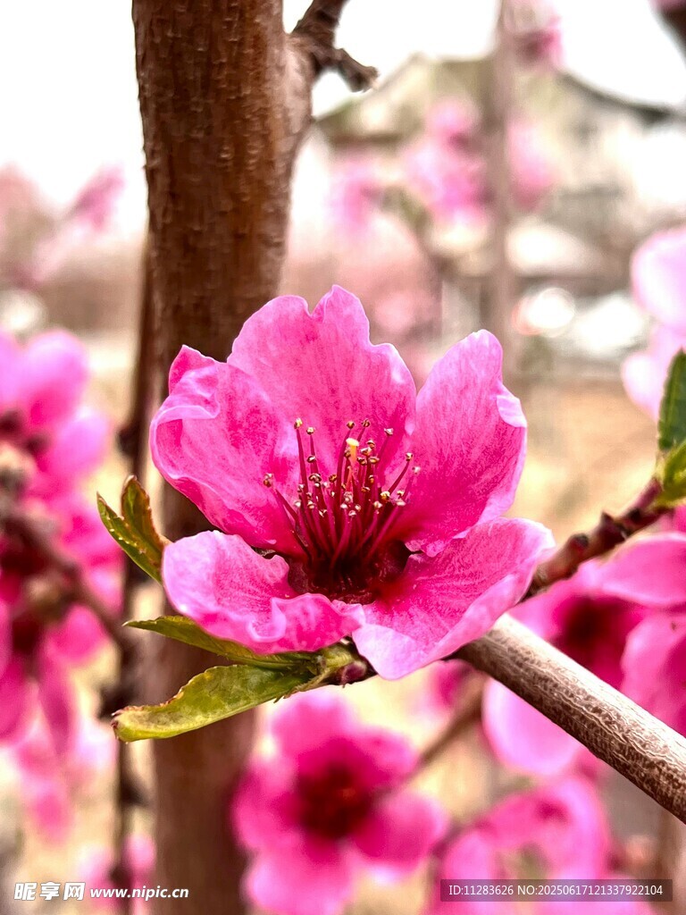 娇艳桃花绽放枝头