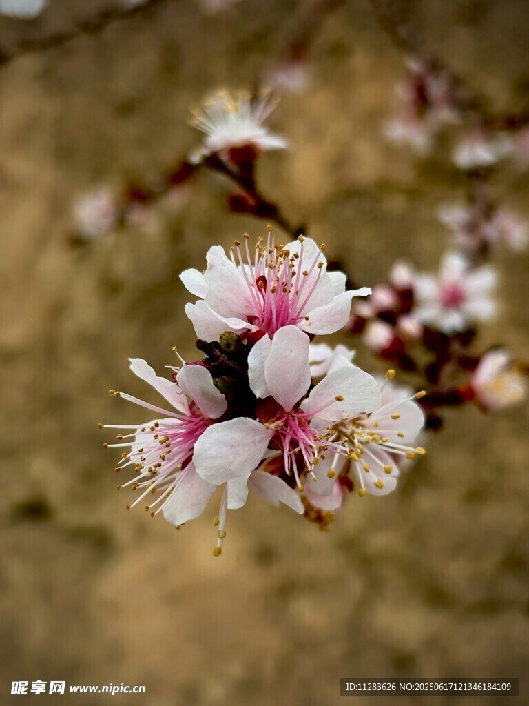 枝头绽放的娇艳桃花