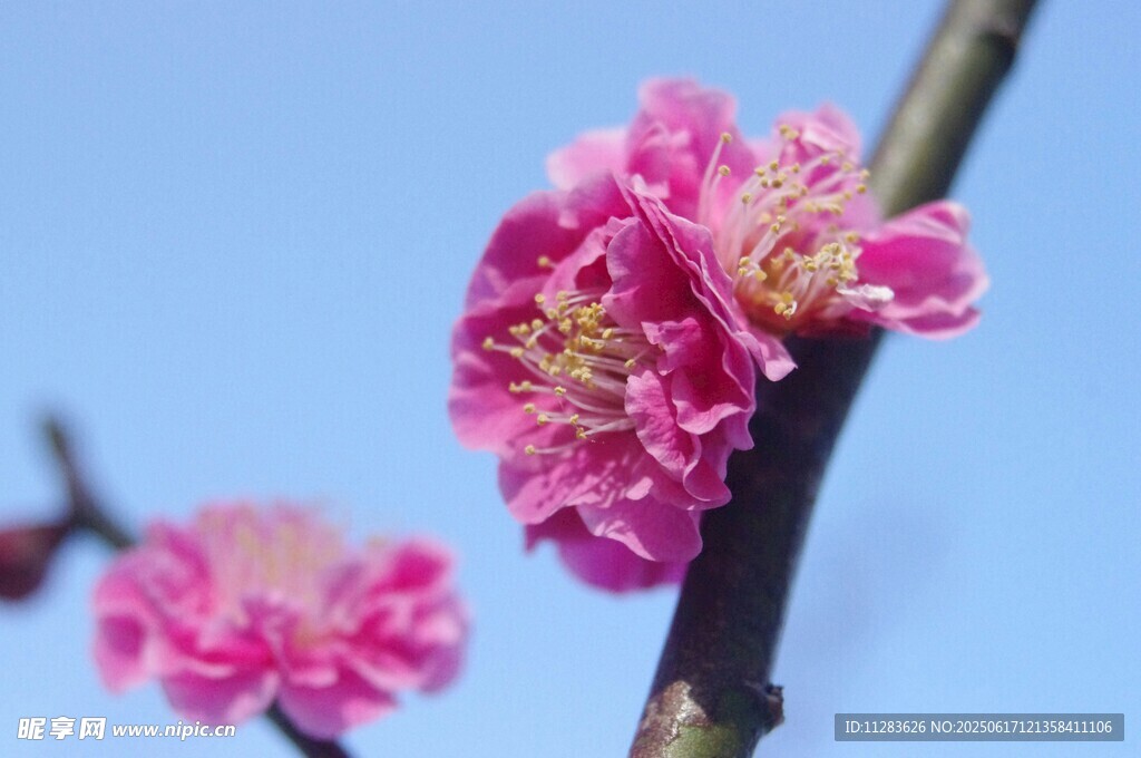 枝头绽放的娇艳粉色梅花