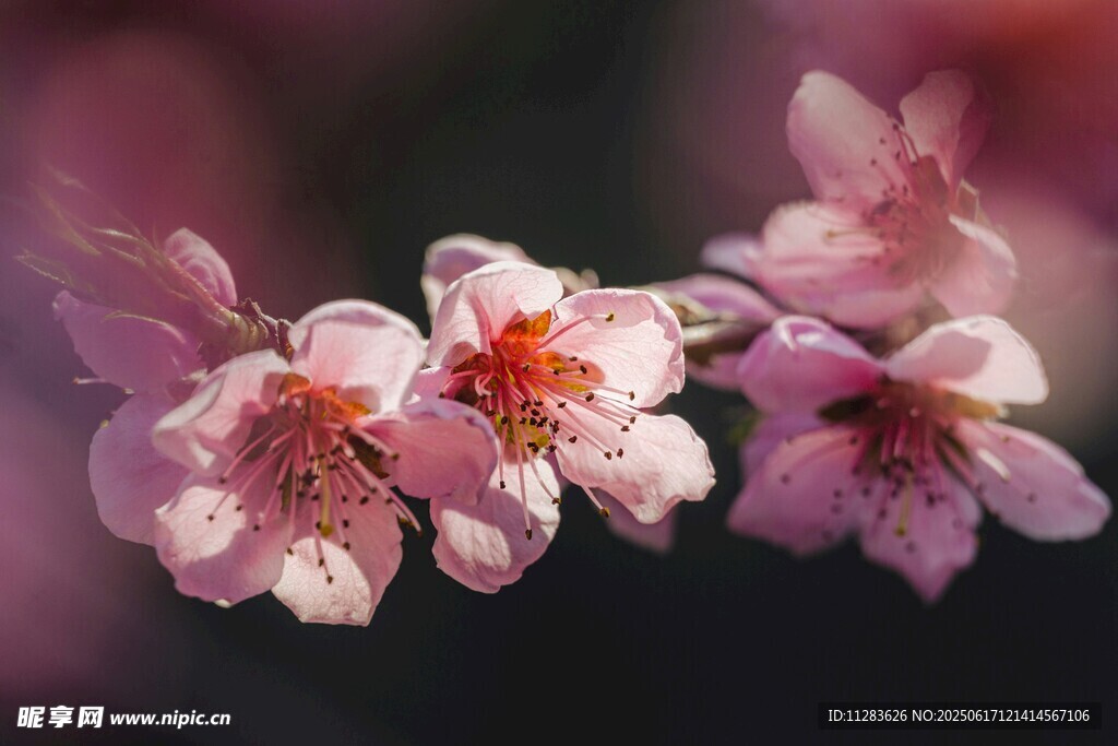 桃花