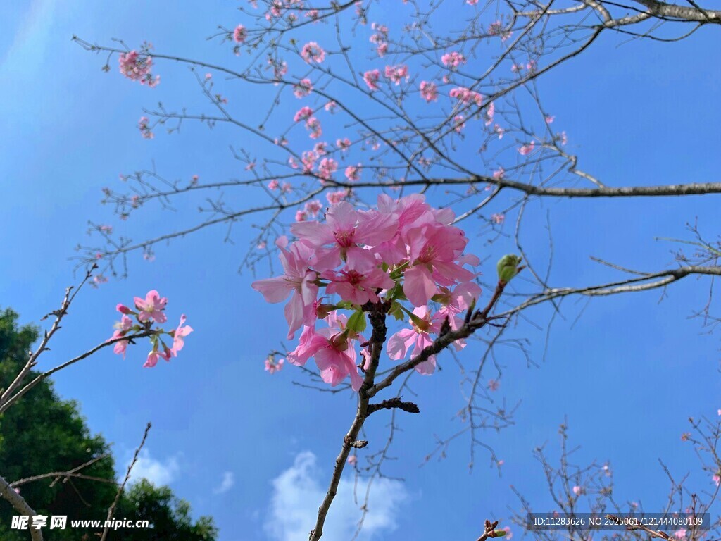 蓝天梅花