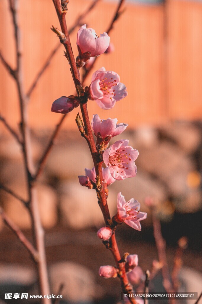 枝头绽放的粉嫩桃花