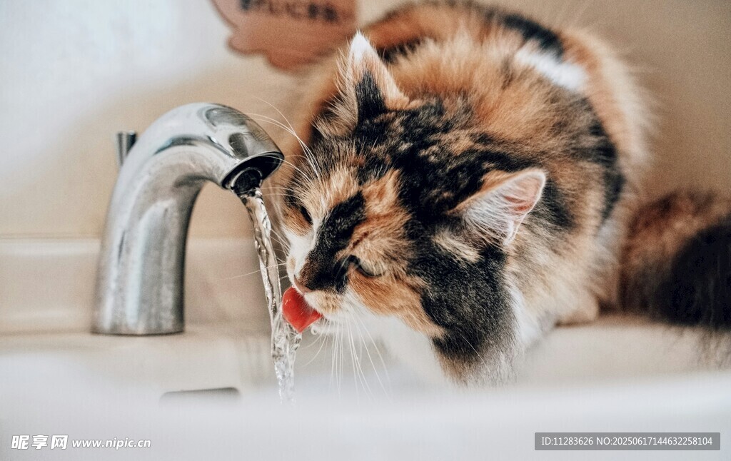 猫咪水龙头下玩耍