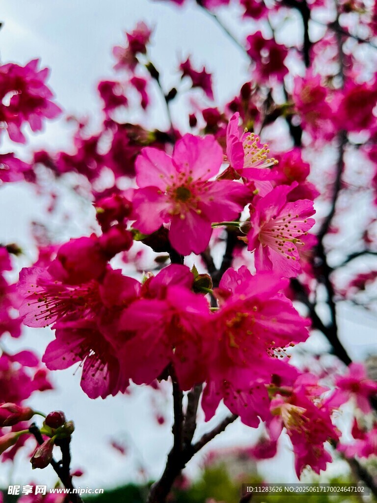 娇艳盛开的粉色樱花