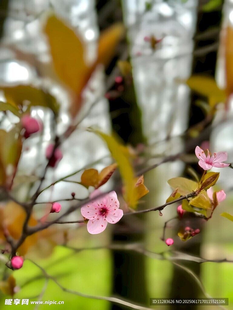 枝头绽放的粉嫩樱花