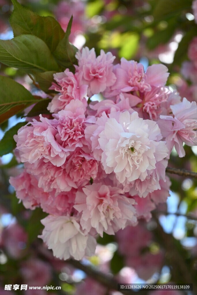 烂漫粉色樱花绽放枝头