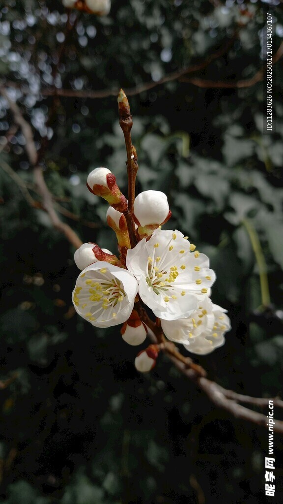 枝头绽放的洁白梅花