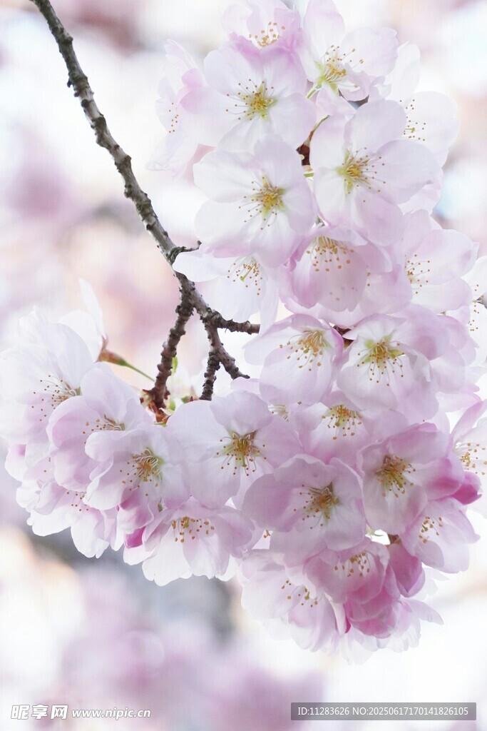 枝头绽放的粉嫩樱花