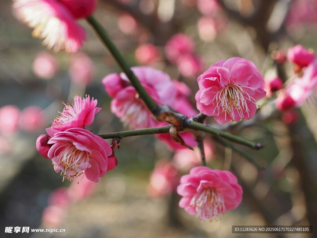 娇艳绽放的粉色梅花