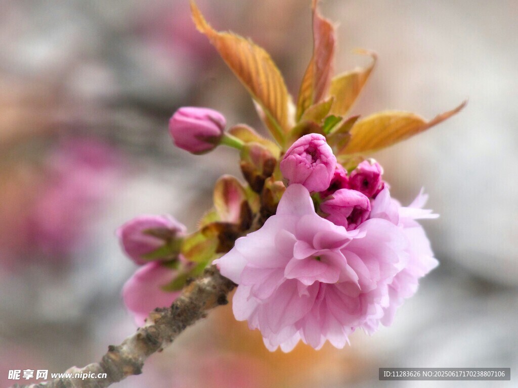 枝头绽放的粉嫩樱花