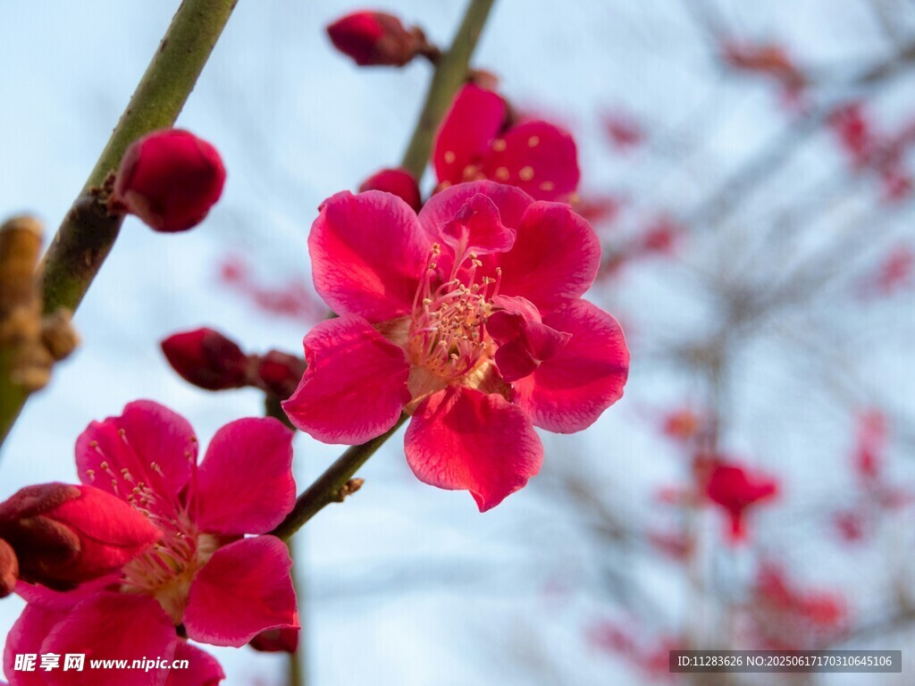 枝头绽放的娇艳红梅花