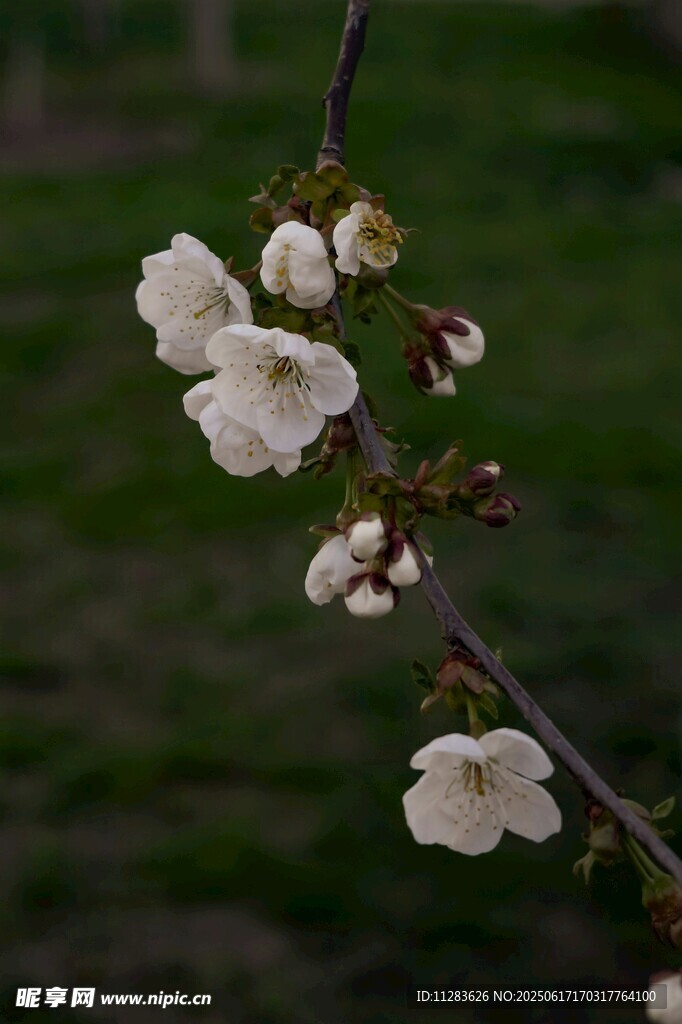 枝头绽放的白色梅花