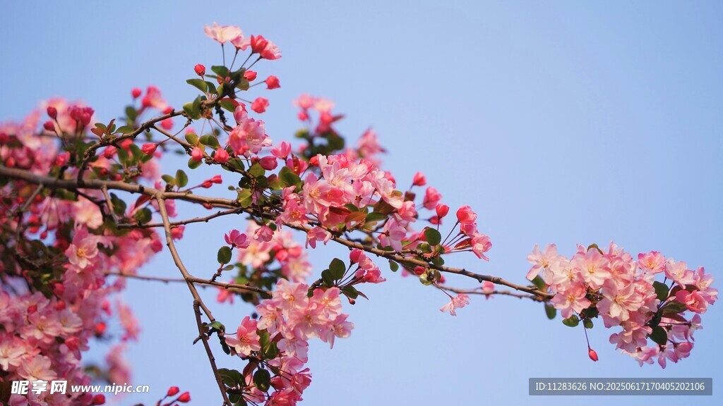 海棠花