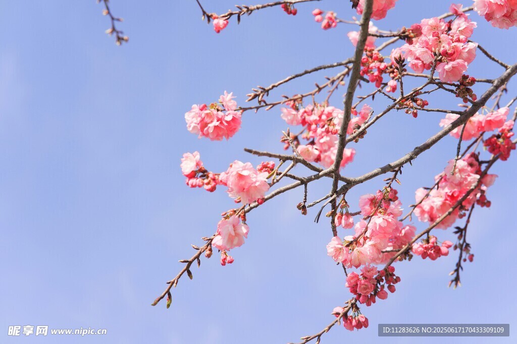 蓝天映衬下的粉嫩樱花