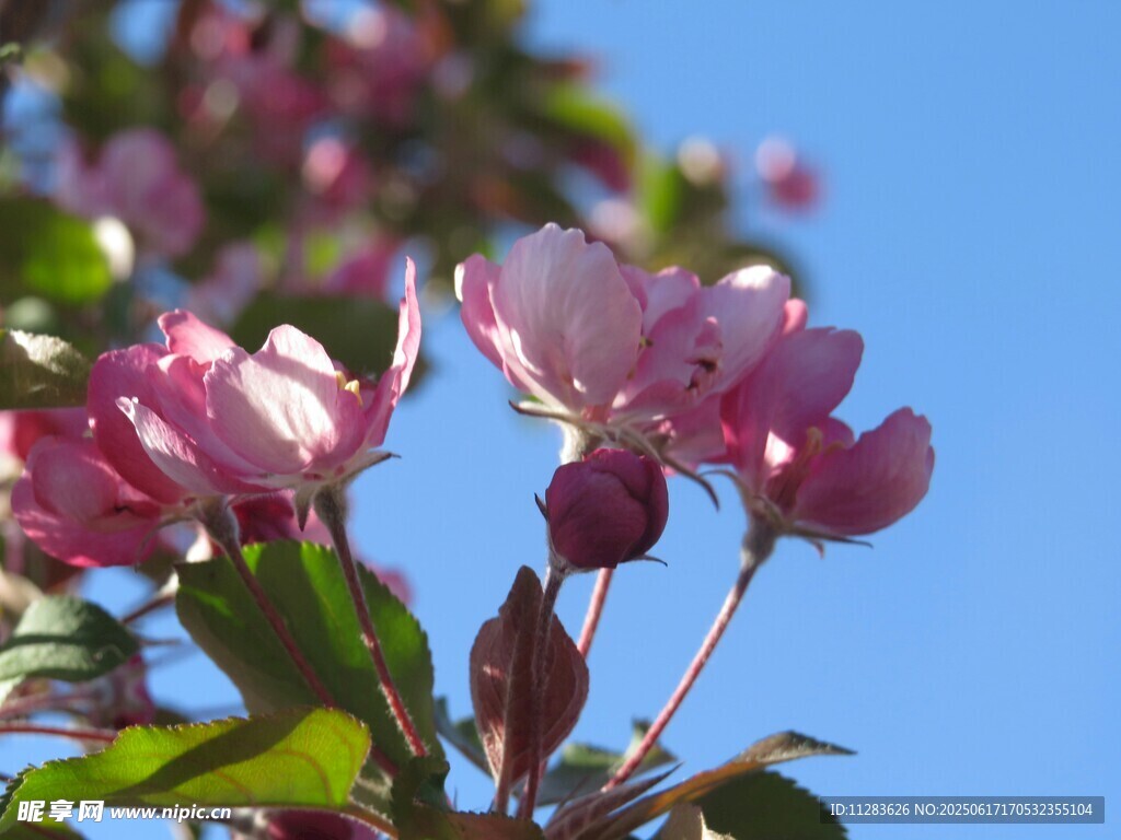 海棠花