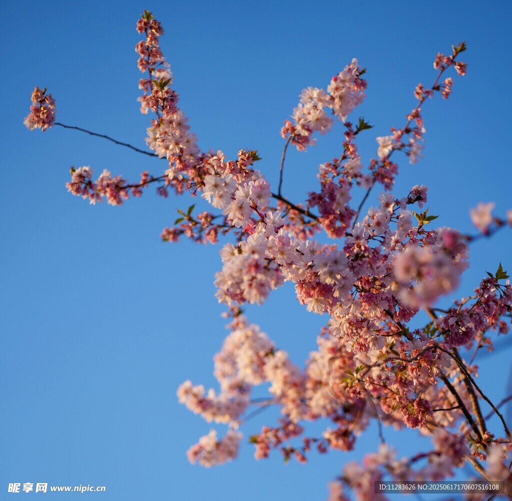 蓝天映衬下的烂漫樱花枝