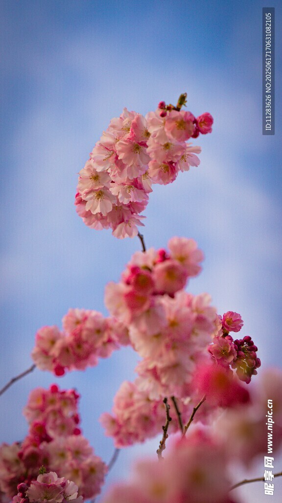 枝头樱花