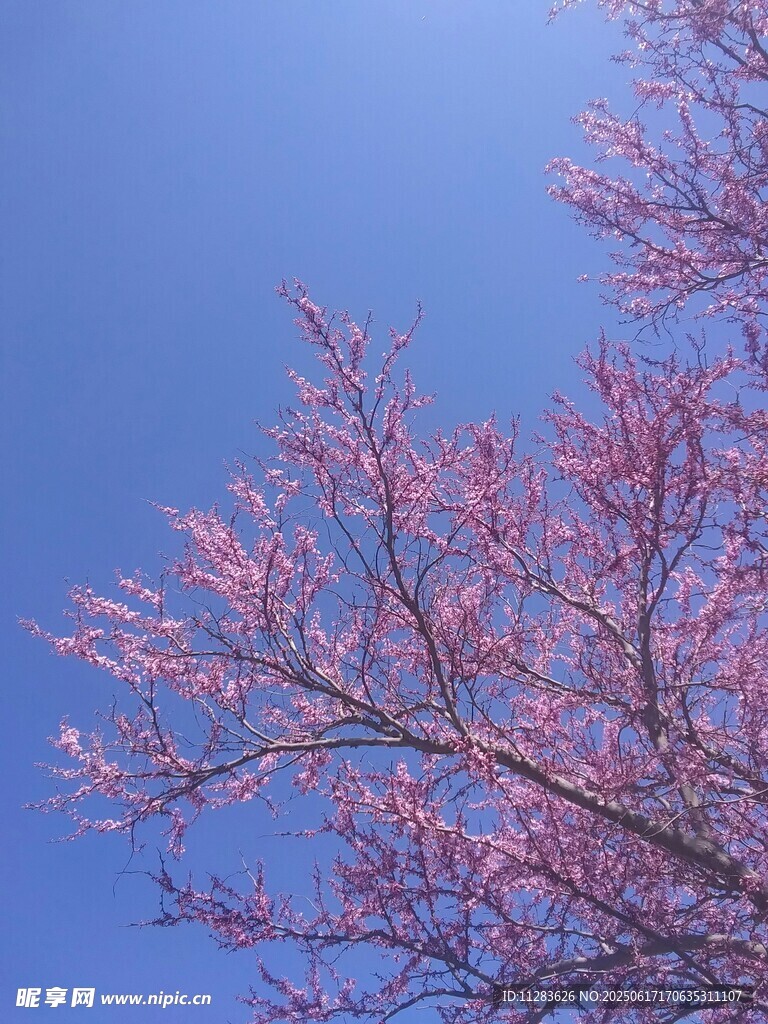 蓝天映衬下的樱花